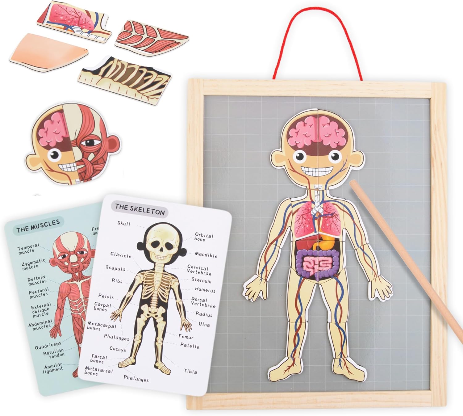 , Puzzle Magnétique - Apprentissage de l'Anatomie - Corps Humain, Grand Tableau Magnétique, 2 Cartes Double Face, 1 Index, Enseigne la Structure du Corps, Puzzle Anatomique pour Enfants