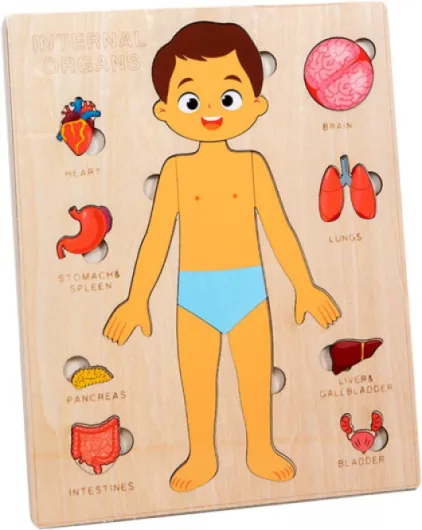 MagiDeal Montessori Puzzles Corps Humain Jouet éducatif en Bois Jouet Corps Humain Planche occupée modèle de Squelette pour Les Enfants d'âge préscolaire en,